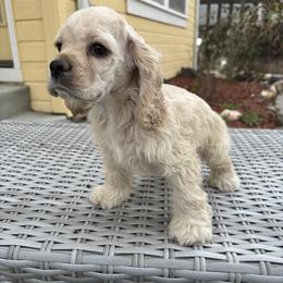 Tony - Buff male Cocker Spaniel puppy in Boise, Idaho from Kayceyz Cockers
