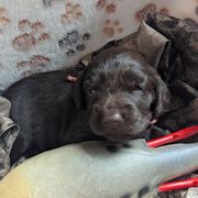 Boy 3 - Liver male Boykin Spaniel puppy in Charlotte, Michigan from Brambleberry Boykins