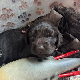 Boy 3 - Liver male Boykin Spaniel puppy in Charlotte, Michigan from Brambleberry Boykins