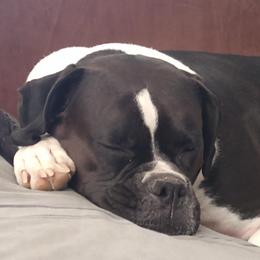 KIrasea - Boxer