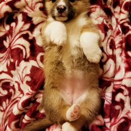 Pembroke Welsh Corgi Puppies from Whimsical Treasure Corgis