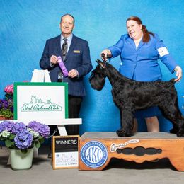 Brava - Giant Schnauzer