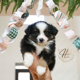 Cereal - Black tri male Toy Australian Shepherd puppy in Charlestown, Indiana from Hydden Aussies