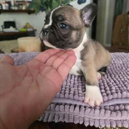 Ridge - Fawn and white male French Bulldog puppy in Asheville, North Carolina from MTO KENNELS