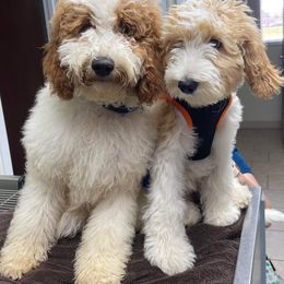 Goldendoodle and Poodle Puppies from CharleighRae Poodles and Doodles