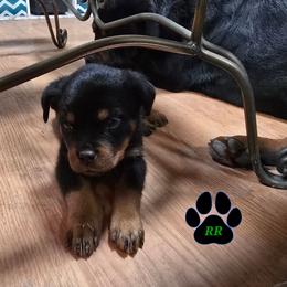 Greta - Black and mahogany female Rottweiler puppy in Tangent, Oregon from Raya's Royals