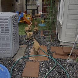 Goldendoodle Puppies from Ming’s Dynasty Doodles