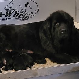 Newfoundland Puppies from Heinrich Family Newfoundlands