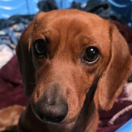 Lucy - Dachshund