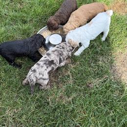Goldendoodle Puppies from Deszy’s Goldendoodle Pups