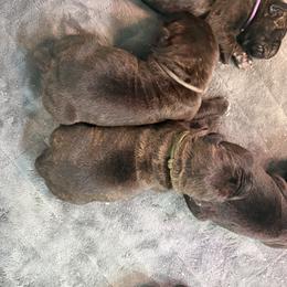 Cane Corso Puppies from CANE CORSO DI DROGHEDA