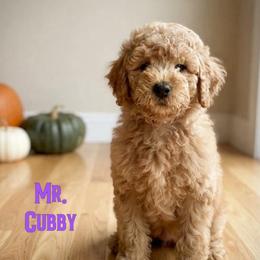 Mr. Cubby - Apricot male Goldendoodle puppy in Sacramento, California from Dandy Doodles Goldendoodles