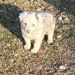 Phoenix - Blue merle female Border Collie puppy in Mckinney, Texas from Border Collies of Ruidoso