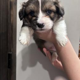 Red collar - Sable and white male American Corgi puppy in Flat Rock, Alabama from Fluffy Butt Acres