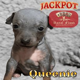 Queenie - White and blue female American Hairless Terrier puppy in Atlanta, Georgia from Royal Flush Kennels