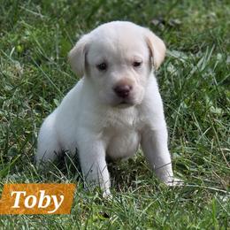 Labrador Retriever Puppies from 7Cs Labs