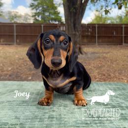 Joey - Black and tan male Dachshund puppy in Royse City, Texas from Truehearted Miniature Dachshunds