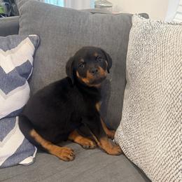 Java - Black and mahogany female Rottweiler puppy in Parker, Colorado from Denver Rotties
