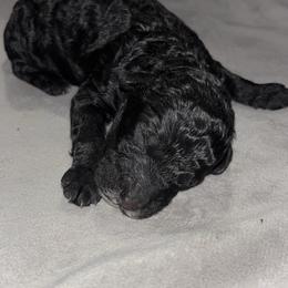 Anthony - Black male Poodle puppy in Picayune, Mississippi from JEN's Poodles