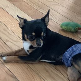 Jeffy - Chihuahua