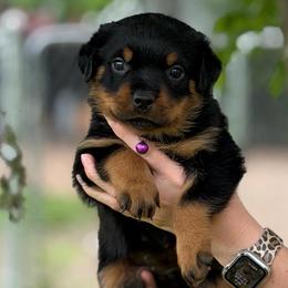 Purple Collar - Black and mahogany female Rottweiler puppy in Quinlan, Texas from Wright Way Retrievers