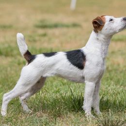 Poppy - Jack Russell Terrier