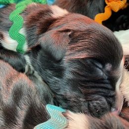 Kayleigh Green Boy - Newfoundland puppy from Latin of Course Newfoundlands