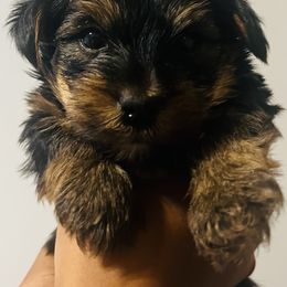 Boy 1 - Black and tan Yorkshire Terrier puppy in Florida from Love Byrd Yorkies