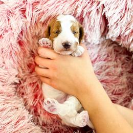 Ms Teal - Parti female Goldendoodle puppy in Kissimmee, Florida from Poodle Doodle Kennels