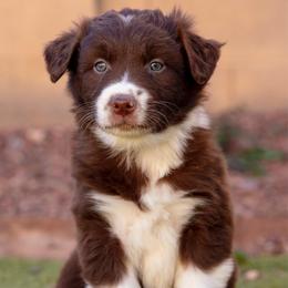 Red girl - Red & white female Australian Shepherd puppy in Buckeye, Arizona from Wranglin Farms