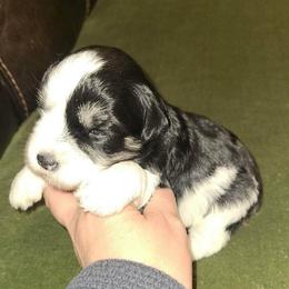Tucker - Parti male Miniature Schnauzer puppy in Graham, Washington from Kristy's French Bulldogs & Mini Schnauzers