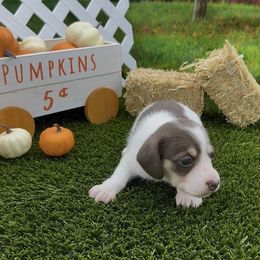 Chocolate and Cream Piebald Longhair Female - Chocolate and cream female Dachshund puppy in Killeen, Texas from Southern Dachshunds