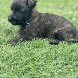 Flan - Brindle male Cairn Terrier puppy in Lipan, Texas from Flyin G Cairns