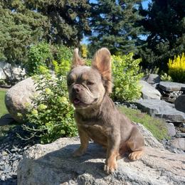 Mia Isabella L4L4 OFA's completed - Liver female French Bulldog puppy in Billings, Montana from Montana Made Frenchies