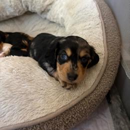Leia - Dapple female Dachshund puppy in Tampa, Florida from Mini Dachshund Duo Pups