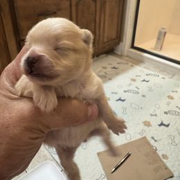 Girl 3 - Orange female Pomeranian puppy in Cullman, Alabama from Dixie Darlings Pomeranians
