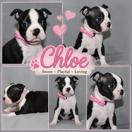 Chloe - Black brindle and white female Boston Terrier puppy in Brooksville, Florida from I Love Pups