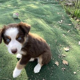 Miniature Australian Shepherd Puppies from Lavish Luxuries Mini and Toy Australian Shepherds