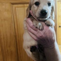 Boy 3 - Cream male Dachshund puppy in Gouverneur, New York from Dack Dachshunds