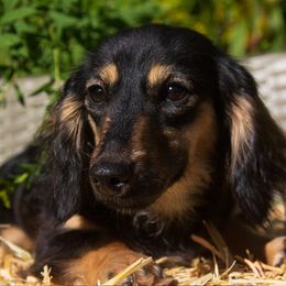 Verity - Dachshund