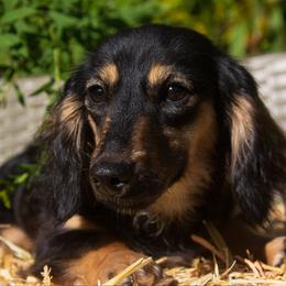 Verity - Dachshund