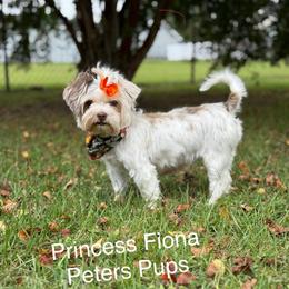 Princess Fiona Hope - Chocolate, tan and white female Yorkshire Terrier puppy in Hertford, North Carolina from Peters Pups AKC Yorkshire Terriers