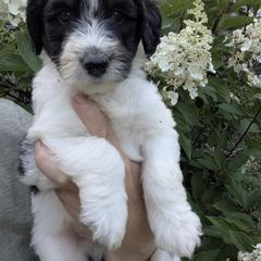 Red Boy - male Newfypoo puppy in Lewistown, Pennsylvania from Green Acres Newfypoos