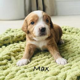 Max - Blenheim male Cavapoo puppy in Aiken, South Carolina from Cavapoos of the Carolinas