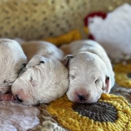 Male pick spot 3 ( out of 3) - White and black male Dalmatian puppy in Hawkins, Texas from Snow Dalmatians
