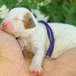 (Purple Collar) bluebell - Parti female Goldendoodle puppy in Granite Falls Nc, North Carolina from Carolina Goldendoodles
