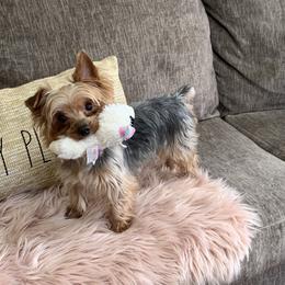 Aubree - Yorkshire Terrier