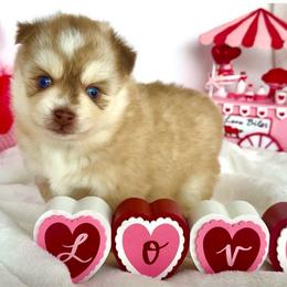 Hazel - Red and white female Pomsky puppy in Michigan from Blue Water Pomskies