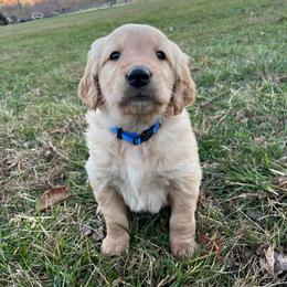 Blue - Golden male Golden Retriever puppy in Mount Carmel, Tennessee from HS Goldens