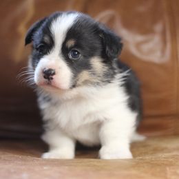 Pembroke Welsh Corgi Puppies from Ayers Acres Corgis